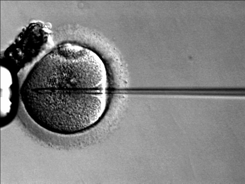 От гормонов до эмбрионов: что нужно знать о процедуре ЭКО